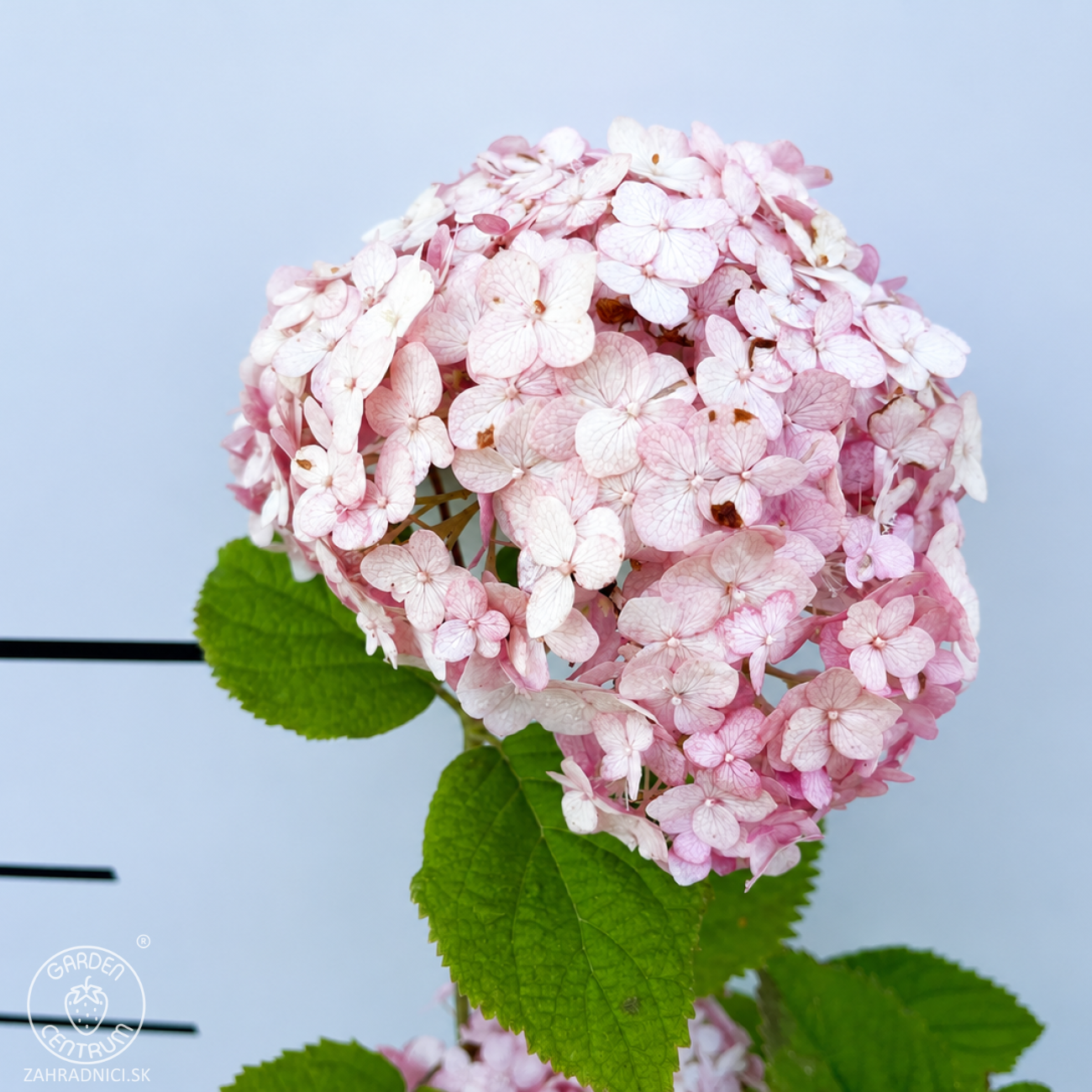 Obrázok Hortenzia stromčekovitá (Hydrangea arborescens) ´CANDYBELLE® BUBBLEGUM´ - výška 50-60 cm, kont. C2L